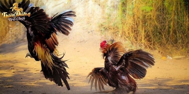 Ưu điểm nổi bật khi chơi đá gà TDTC