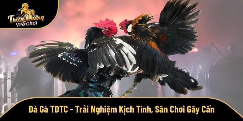 Đá Gà TDTC - Trải Nghiệm Kịch Tính, Sân Chơi Gây Cấn