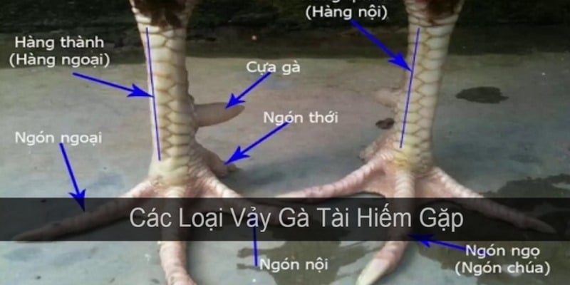 Tại sao bạn cần biết cách xem vảy gà đá?